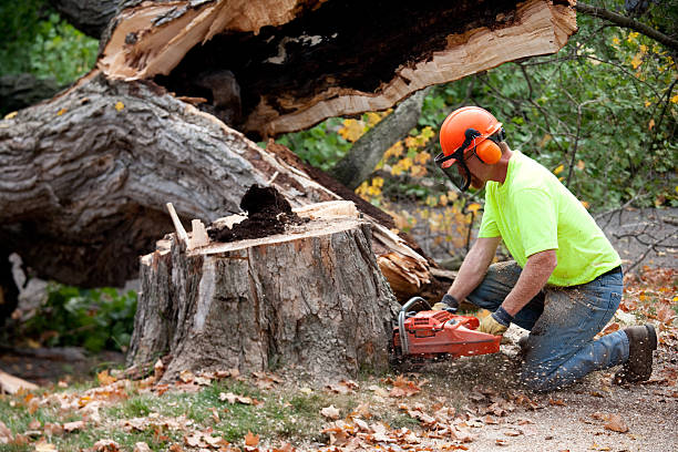 Best Emergency Tree Removal  in Llender, CA